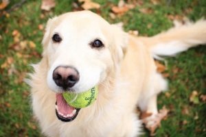 Dog ball