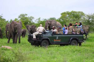 Motswari Private Game Reserve