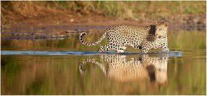 Zimanga Private Game Reserve