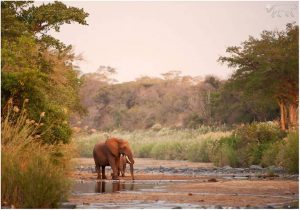 Zimanga Private Game Reserve