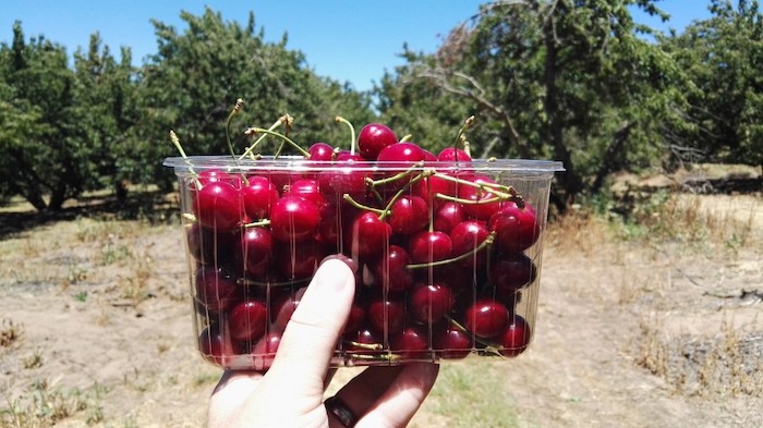 Klondyke Cherry FArm
