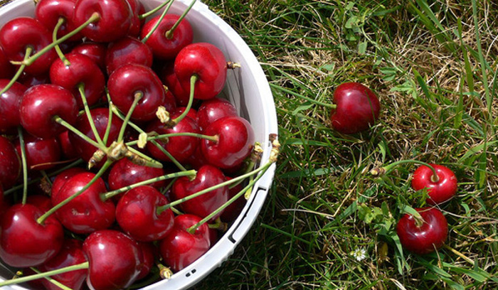 Klondyke Cherry Farm
