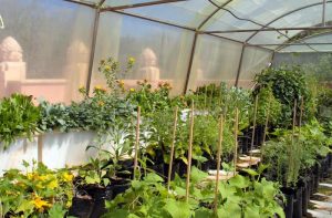 the palace vegetable garden