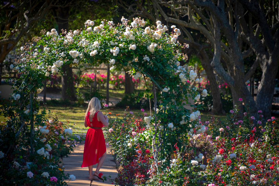 Chart Farm Roses