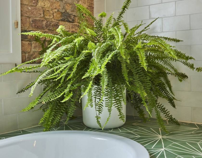 Boston Fern (Nephrolepis exaltata)