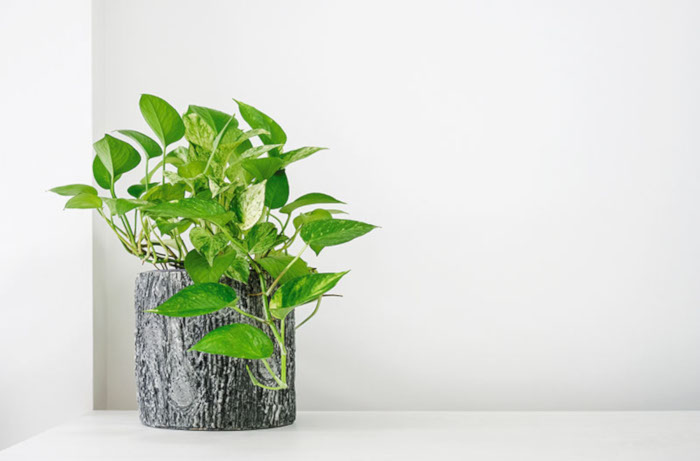 Pothos