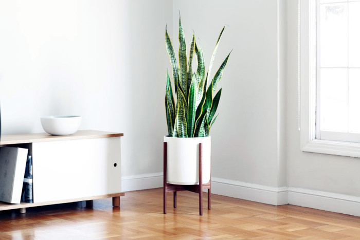 Snake Plant