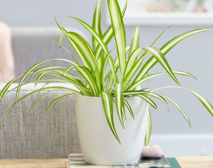 Spider Plant