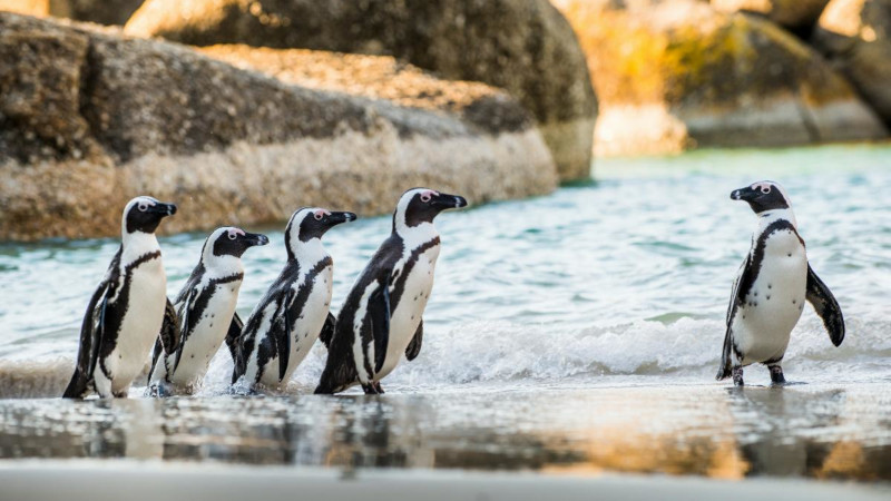 Cape Town