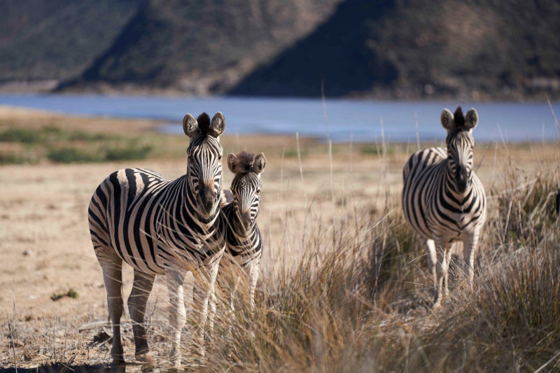 Sanbona Wildlife Reserve