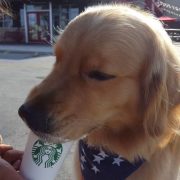 Starbucks Puppuccino