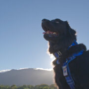 A Dog for Life