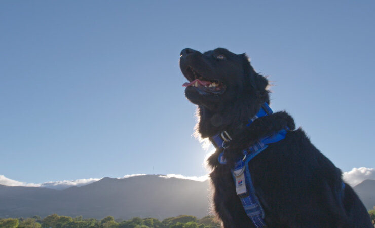 A Dog for Life