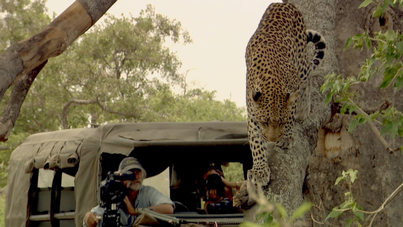 National Geographic Wild Big Cat Month