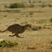 National Geographic Wild Big Cat Month
