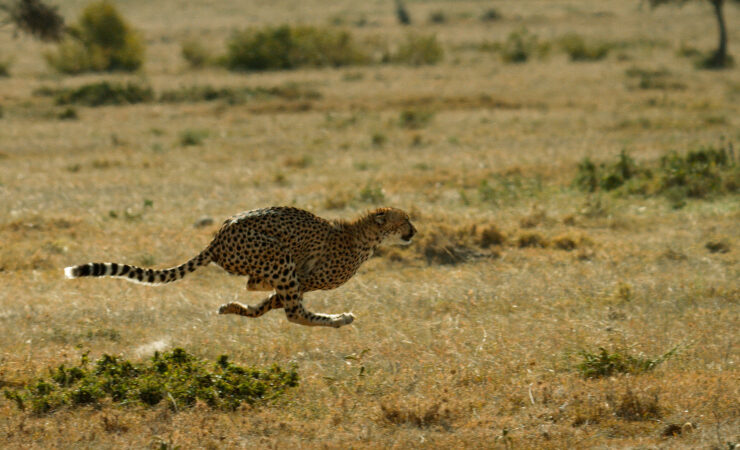 National Geographic Wild Big Cat Month