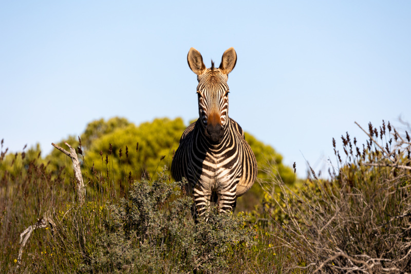 De Hoop Nature Reserve