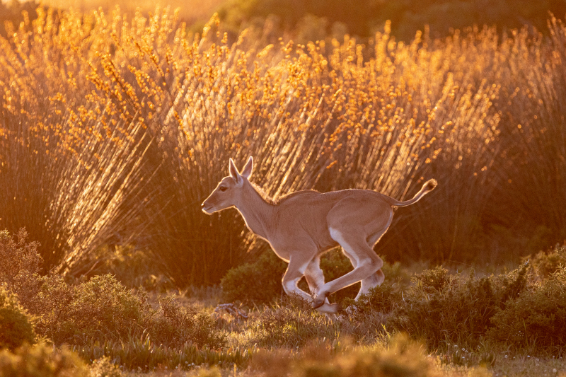 De Hoop Nature Reserve