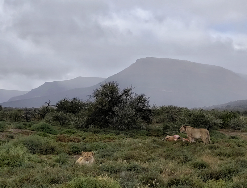 Samara Karoo Reserve WomenStuff