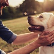 pet