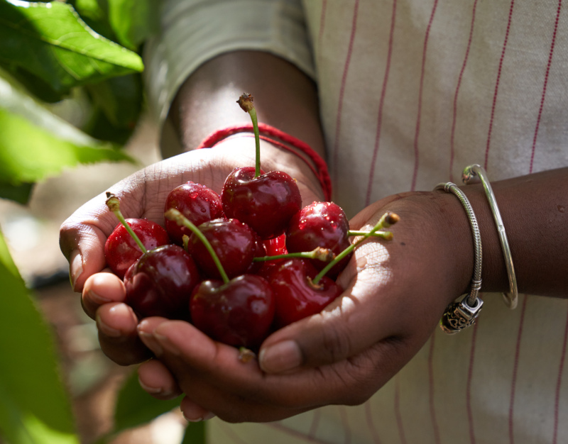 Cherry Time