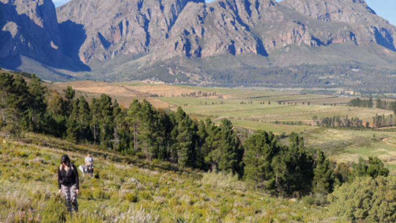Olive Valley Walks Paarl