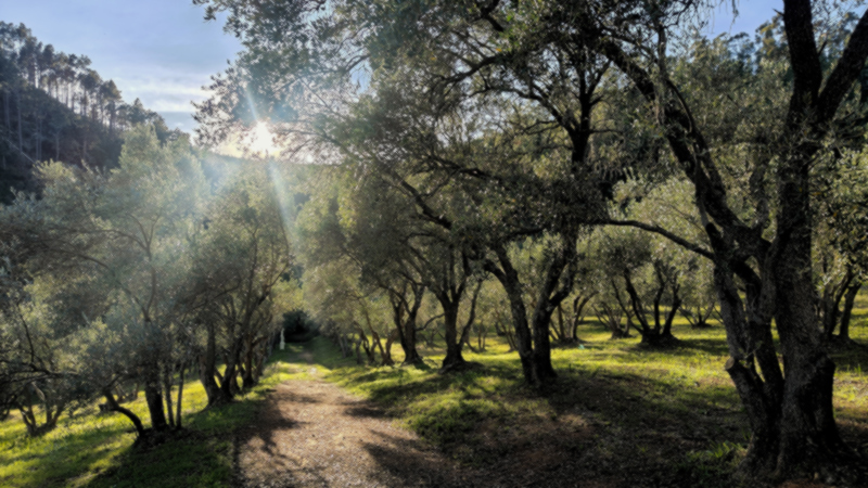  Olive Valley Walks Paarl