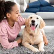 Pet health dog